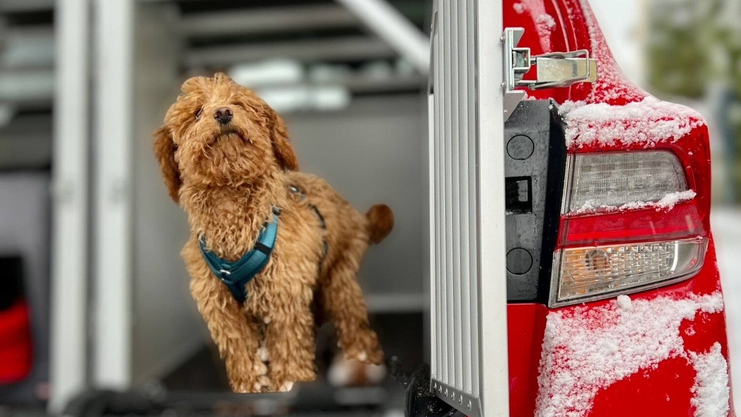 Hundetransport im Auto